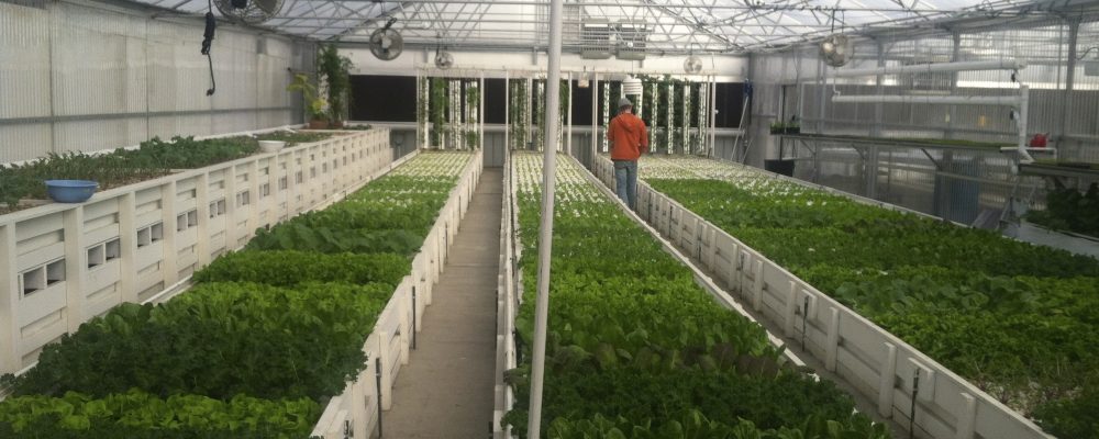 Connected Cannabis Greenhouses. Commercial And Residentual ...